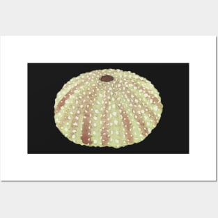 Pastel Watercolor Sea Urchin Shell Posters and Art